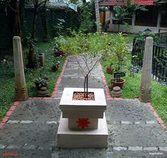 a small tree is in the middle of a walkway