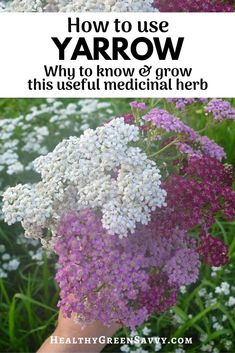 a person's hand holding purple and white flowers with text overlay how to use yarrow