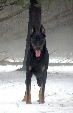 a large black and brown dog standing in the snow next to a tree with its tongue hanging out