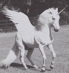 a white horse with wings is running in the grass