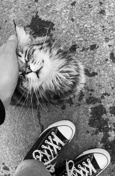 a black and white photo of a cat being petted by someone's feet