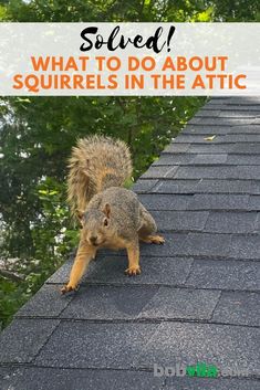 a squirrel on top of a roof with text overlay saying, what to do about squirrels in the attic