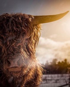 an animal with long horns standing in the rain