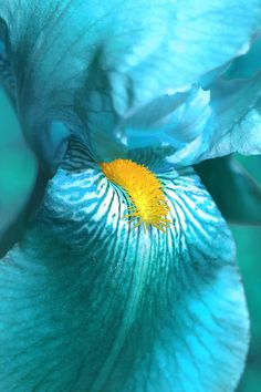 a blue flower with yellow stamen in the center