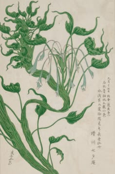 an image of a plant with green leaves and flowers in chinese writing on parchment paper