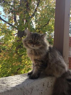 a long haired cat sitting on top of a window sill