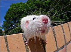 a white rat sticking its head over the edge of a brick wall with trees in the background