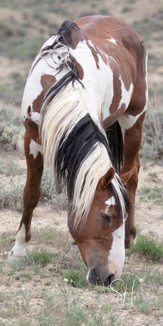 a brown and white horse grazing on grass