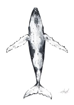 a drawing of a humpback whale in black and white