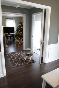 a dog standing in the middle of a living room with christmas tree and lights on