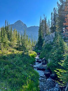 a small stream running through a forest filled with lots of tall pine trees and bushes