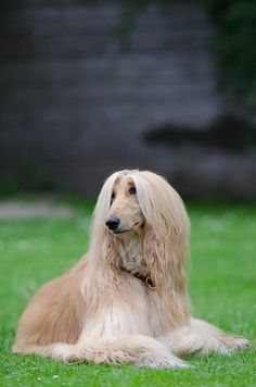 a long haired dog sitting in the grass