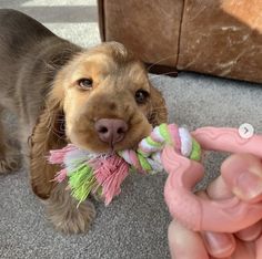 a brown dog holding a toy in its mouth while standing next to someone's hand