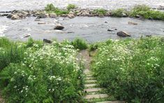 steps lead down to the water and flowers