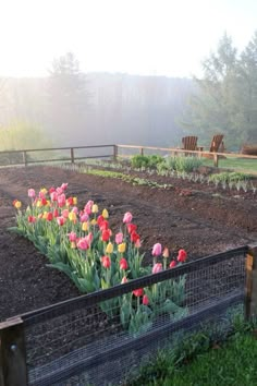 several tulips are growing in a fenced garden