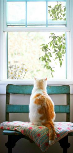 an orange and white cat sitting on top of a wooden bench next to a window