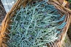 a basket filled with lots of blue flowers