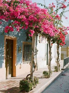 pink flowers growing on the side of a building