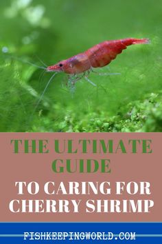 the ultimate guide to caring for cherry shrimp by fishkeeperingworld com - click here