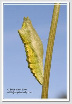 a close up of a leaf on a plant with blue sky in the back ground