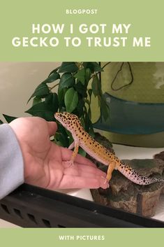 a person holding a gecko in their hand with the caption how i got my gecko to trust me