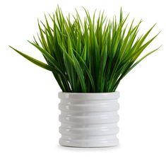 a plant in a white vase on a white background