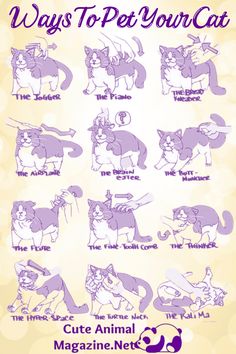 an image of cats that are in different stages of their life cycle, with the words ways to pet your cat on it