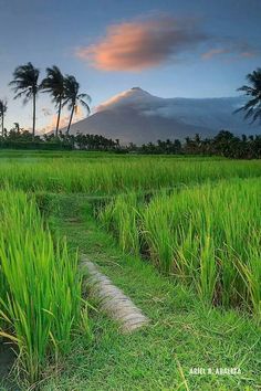 a lush green field with palm trees and a mountain in the background