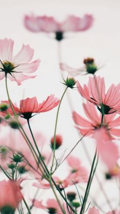 pink flowers are blooming in the field