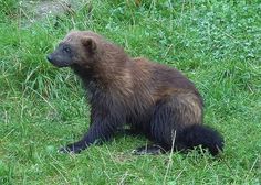 a brown and black animal sitting on top of a lush green field next to tall grass