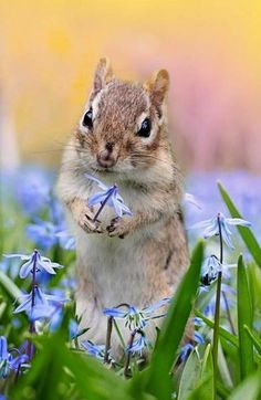 a chipper is standing in the middle of some bluebells and looking at the camera