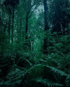 a forest filled with lots of green plants and trees