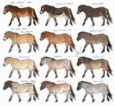 several horses are shown in different colors and sizes