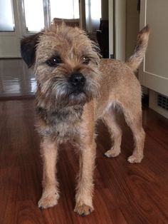 a small brown dog standing on top of a hard wood floor next to a door