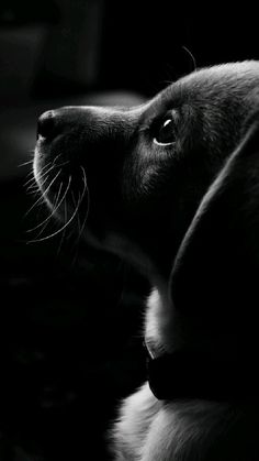 a black and white photo of a dog looking up