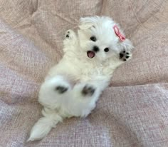 a small white dog sitting on its back legs