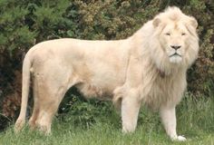 a large white lion standing on top of a lush green field