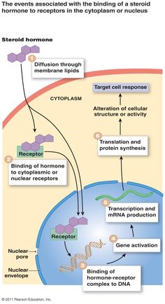 the structure of an animal cell and how it is used to describe what they are