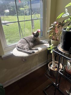 a gray cat laying on top of a window sill next to a potted plant