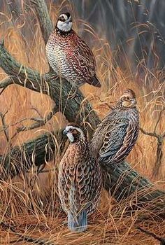 three birds sitting on top of a tree branch in the grass and dry grass covered ground