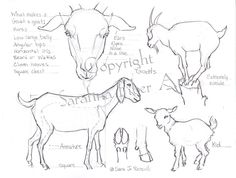 an animal's body is shown with the names and description for each animal in this drawing