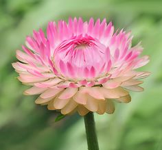 a pink flower with green leaves in the background