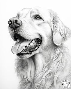 a black and white drawing of a golden retriever