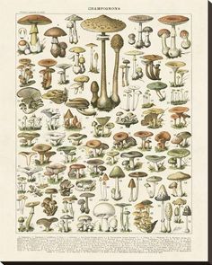 an illustration of mushrooms and other plants