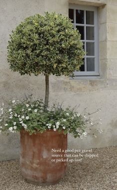 a potted plant with white flowers in front of a window