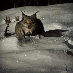 a cat is walking through the snow with its eyes wide open and looking at the camera