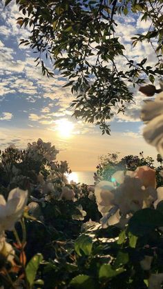 the sun is setting behind some white flowers and green leaves, with water in the background