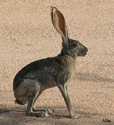 a rabbit sitting on the ground with its ears up