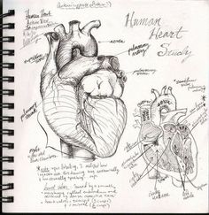 a drawing of the human heart and its structures