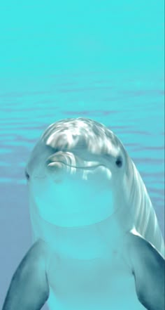 a dolphin swimming in the water with its mouth open